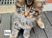 Mainecoon kittens