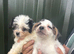 Beautiful bichion X Jack russle pups