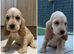 KC STUNNING SHOW TYPE COCKER SPANIELS