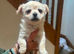 X3 beautiful boys left, ready to leave now, fully vet checked, 1st vaccination and wormed, microchipped,