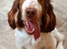 Cocker spaniel puppies from health tested parents