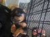 Cavapoo pups