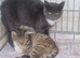 Beautiful grey & white domestic shorthaired farm kitten, about 9 months old