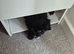 TOY POODLE CROSS