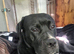 Cane corso mix Argentina Dogo