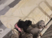1 little female pocket bully X staff