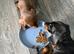 beauiful girl dachund puppy for sale