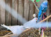 Diemonde dove