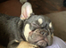 5 month old French bulldog kc reg