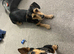 2 loving dachshunds