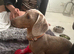 2 year old merle Dachshund