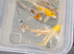 Butterfly koi