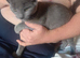 5-6 month old russian blue