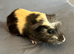 Two baby brother guinea pigs