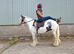 Proper old fashioned cob mare