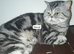 Bsh. Silver Classic Tabby . Ready on December.