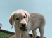 Beautiful homebred Labradoodle puppies!