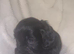 Cocker spaniel