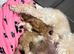 4 Outstanding Miniature Poodles Available