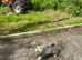 Stunning puppies show or pet