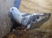 Syrian birds are good