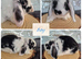 Stunning bunnies ready this weekend