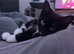 Tuxedo kitten