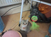 2 males Chinchilla British Shorthair Kitten For Sale