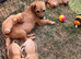 Border terrier X Jack Russell Puppies