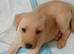 3 female labrador retriever puppies