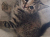 Kittens for sale blackpool