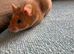 Beautiful cinnamon pedigree female hamster