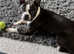 Boston Terrier for Stud