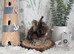 Vaccinated English Angora Babies