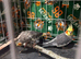 2 cockatiels