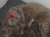 Imperial Shih Tzu Puppies