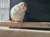Isabel black cheek hen