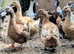 Khaki Campbell's (4 ducks & 1 drake)