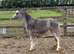 Shetland x welsh filly