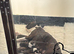 Stunning quality Boston terrier pups