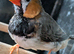 Black breasted split orange breasted