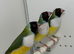 Female gouldian finches for sale