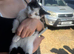 Last kitten ready now