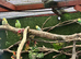 Re Home your unwanted birds.  Finches/ Parrots