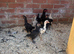 Chickens