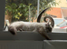 Beautiful Ragdoll 8 months old