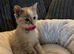 Blue eyed female ragdoll 8 weeks