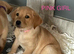 Beautiful Mixed litter of yellow labradors READY NOW