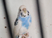 Budgies