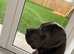 Cane corso female for sale &pound;300 must go asap